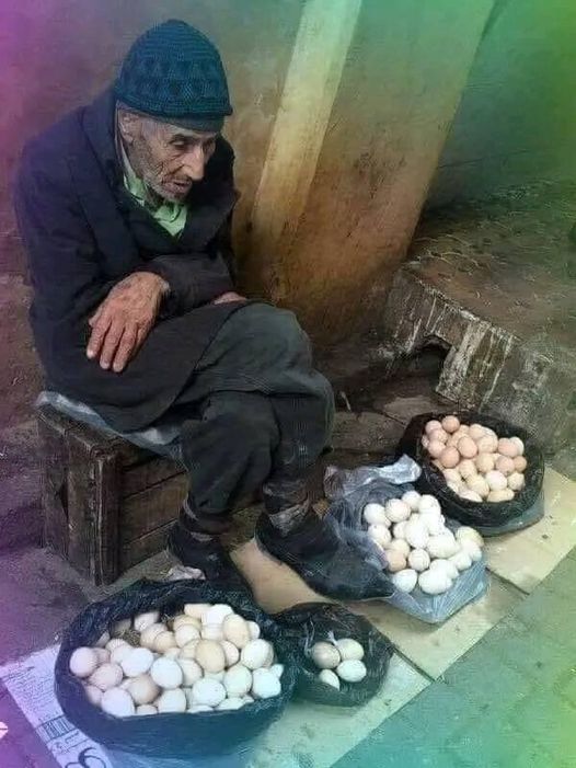 Yumurtacı